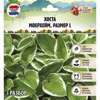 Хоста "Moerheim", р-р I, размер L,1 шт, Весна 2025