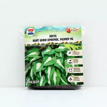 Хоста "Night Before Christmas", р-р I, размер ML,1 шт, Весна 2023