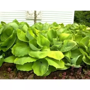 Хоста "Поиск" гибридная "Сам энд Сабстанс", С3 горшок, 1 шт., Июль 2022