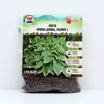 Хоста "Prima Donna", р-р I, размер L,1 шт, Весна 2023