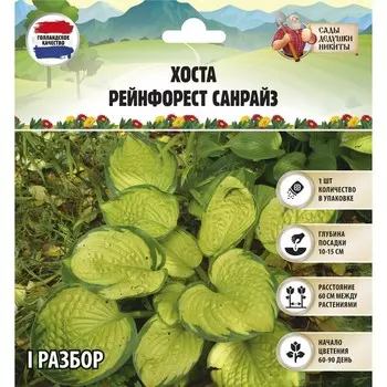 Хоста "Рейнфорест Санрайз", р-р I, 1 шт, Весна 2025