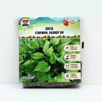 Хоста "Stirfry", р-р I, размер SM,1 шт, Весна 2023