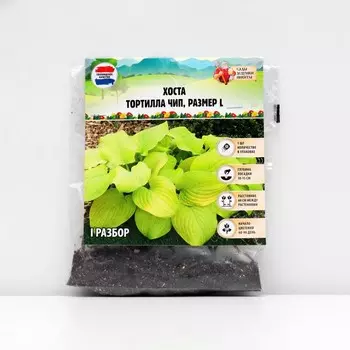 Хоста "Tortilla Chip", р-р I, размер L,1 шт, Весна 2025