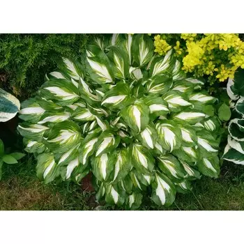 Хоста "Undulata Univittata", р-р I, размер M,1 шт, Весна 2024 ЭКОНОМ 9492001
