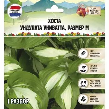 Хоста "Undulata Univittata", р-р I, размер M,1 шт, Весна 2025