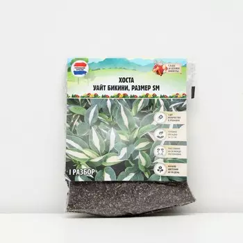 Хоста "White Bikini", р-р I, размер SM,1 шт, Весна 2023