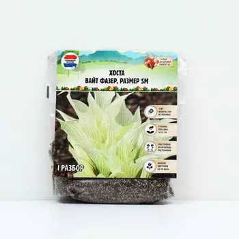 Хоста "White Feather ®", р-р I, размер SM,1 шт, Весна 2025