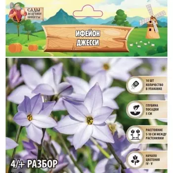 Ифейон Джесси, р-р 4/+, 10 шт, Весна 2025