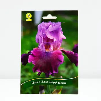 Ирис бородатый Блю Бёрд Вайн, 1 шт, Весна 2024