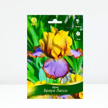 Ирис бородатый Браун Лассо, 1 шт, Весна 2024