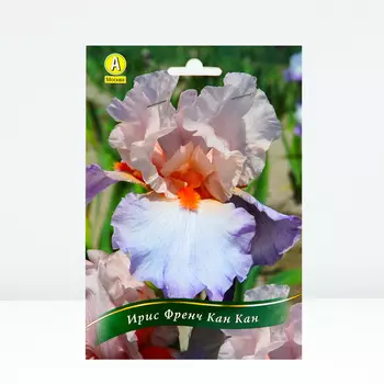 Ирис бородатый Френч Кан Кан, 1 шт, Весна 2024