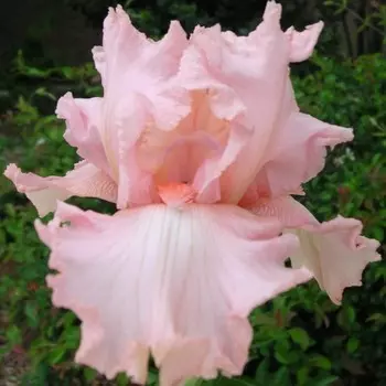 Ирис бородатый Хеппенстенс, 1 шт, Весна 2024