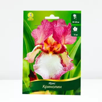 Ирис бородатый Кринолин, 1 шт, Весна 2024