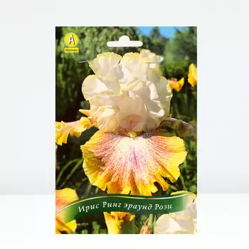 Ирис бородатый Ринг эраунд Рози, 1 шт, Весна 2024