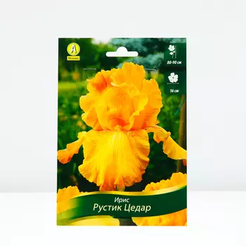 Ирис бородатый Рустик Цедар, 1 шт, Весна 2024