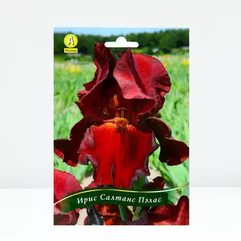 Ирис бородатый Салтанс Пэлас, 1 шт, Весна 2024