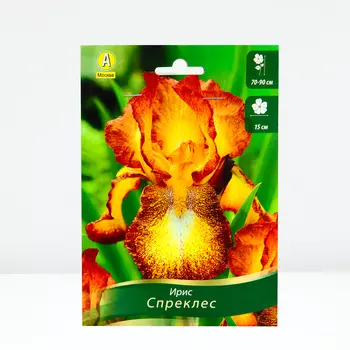 Ирис бородатый Спреклес, 1 шт, Весна 2024