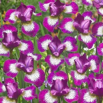 Ирис " Currier", р-р I, 1 шт, Весна 2024