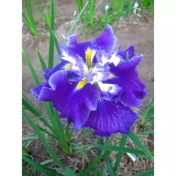 Ирис "Frosted Intrique", р-р I, 1 шт, Весна 2024