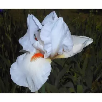 Ирис "Frosted Pyramid", р-р I, 1 шт, Весна 2024