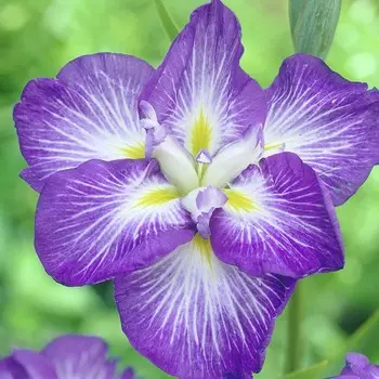 Ирис "Gusto", р-р I, 1 шт, Весна 2024