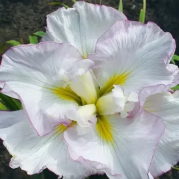 Ирис "Lady in Waiting", р-р I, 1 шт, Весна 2024