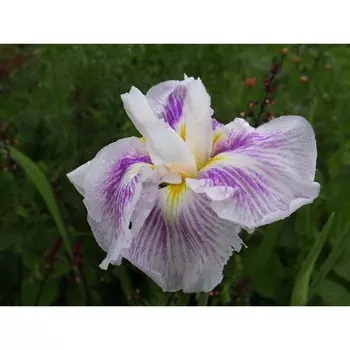 Ирис мечевидный Диннер Плейт Капкейк, 1 шт, Весна 2024