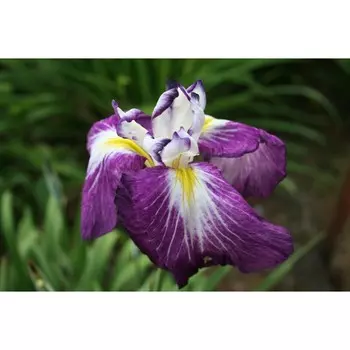 Ирис мечевидный Диннер Плейт Таб Тим, 1 шт, Весна 2024