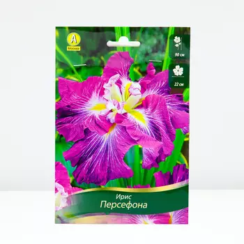 Ирис мечевидный Персефона, 1 шт, Весна 2024