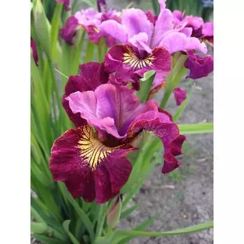 Ирис "Miss Apple", р-р I, 1 шт, Весна 2024