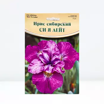Ирис "See Ya Later", р-р I, 1 шт, Весна 2024