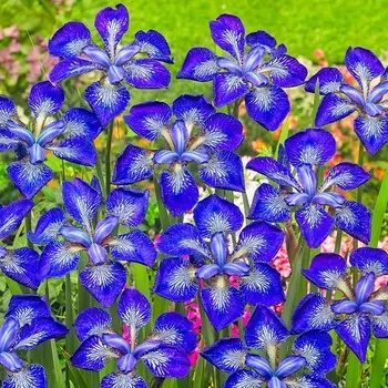 Ирис сибирский Ай си Старз, р-р I, 1 шт, Весна 2024
