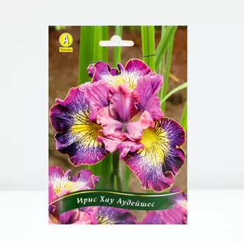 Ирис сибирский Хау Аудейшес, 1 шт, Весна 2024