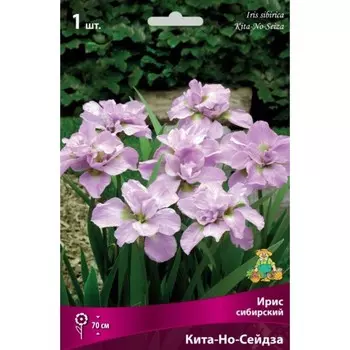 Ирис сибирский "Кита-Но-Сейдза", 1 шт, р-р I, Весна 2024