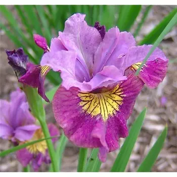 Ирис сибирский Мисс Эппл, 1 шт, Весна 2024