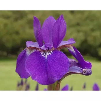 Ирис сибирский Пурплишес, 1 шт, Весна 2024