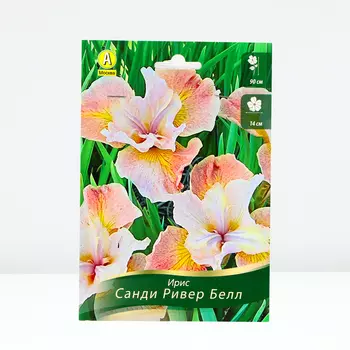 Ирис сибирский Санди Ривер Белл, 1 шт, Весна 2024