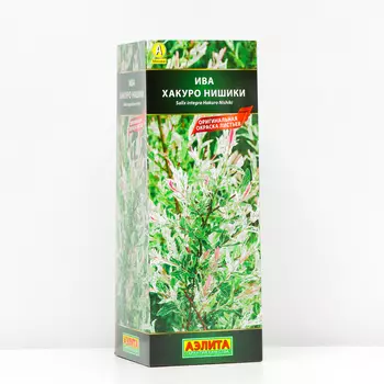 Ива цельнолистная Хакуро Нишики (P9), 1 шт, Весна 2024