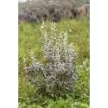 Ива "Глаука Каликарпа Хальт", Р9 (горшок квадратный 9 см), 1 шт Весна 2023