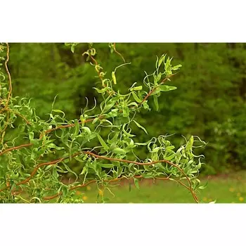 Ива извилистая, С2 (горшок 2 л), 60-80 см высота, 1 шт