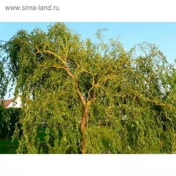 Ива извилистая, С2 (горшок 3 л.), 40-60 см высота, 1 шт