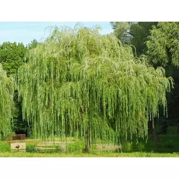 Ива Ледебура, Горшок Р9, 1 шт, Август 2022