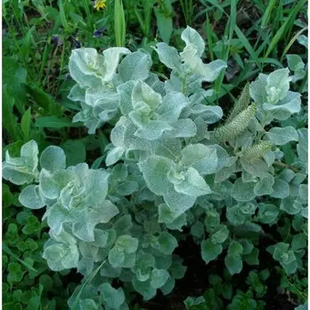 Ива Лоната, Горшок Р9, 1 шт, Август 2022