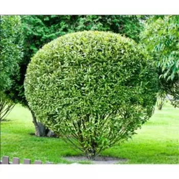 Ива "Поиск" "Шаровидный Карлик", С3 горшок, 1 шт., Июль 2022