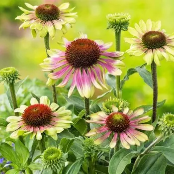 Эхинацея "Green Twister", р-р I, 1 шт, Весна 2024