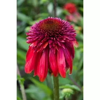Эхинацея Эксцентрик, 1 шт, Весна 2024