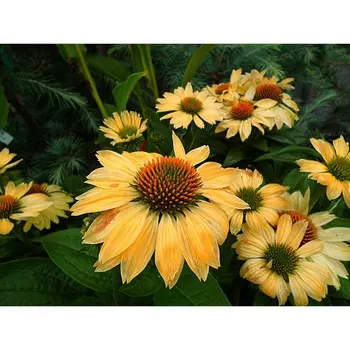 Эхинацея Эксцентрик Еллоу, 1 шт, Весна 2024