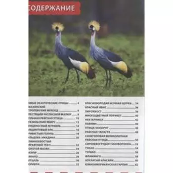 Экзотические птицы