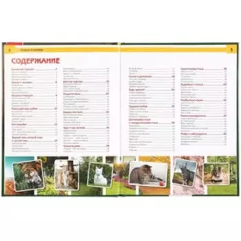 Энциклопедия А4 «Кошки и котята»