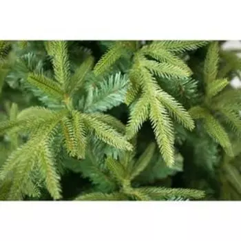 Ёлка "Ламбаль" Премиум 150±5 см, d нижнего яруса 93±3 см, 482 ветки